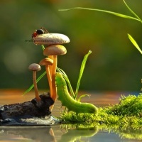 O Mundo Magico dos Cogumelos #Mushrooms and their Magic Reality